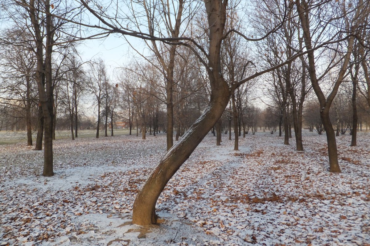 Парк Садовники зимой - Юрий Бомштейн