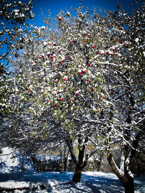 Яблука в снегу - Володя Корнеюк