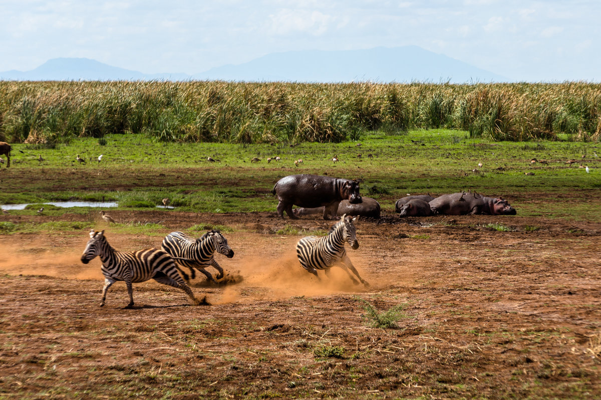 Путешествие по национальным паркам Танзании - Сергей Андрейчук