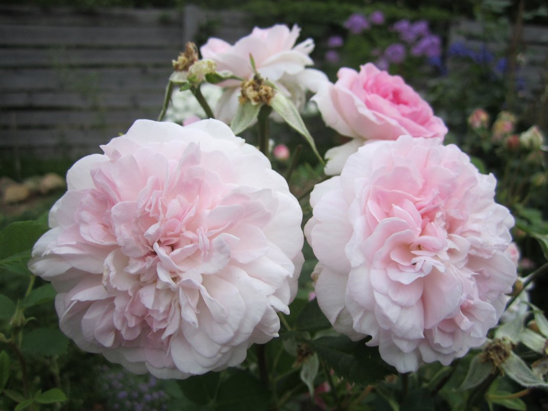 роза  Rosemoor. English Rose, Austin - lenrouz 
