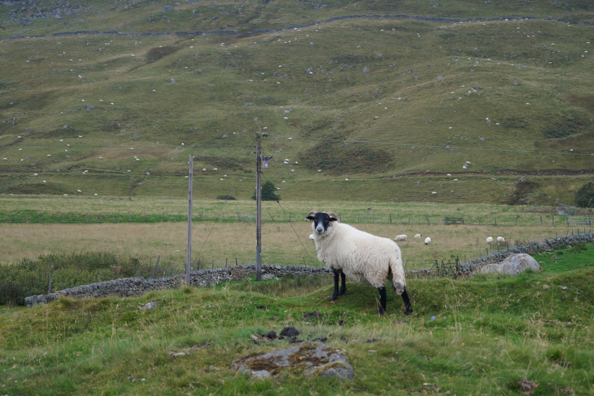 Любопытная овца - Natalia Harries