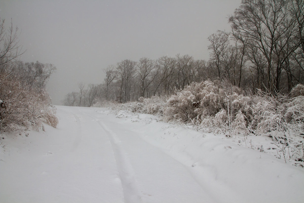 Снежной дорогой - Тая Лемур