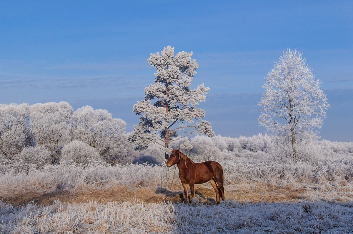 Паслась лошадка на морозе, Жевала мёрзлую траву..... - Анатолий Клепешнёв
