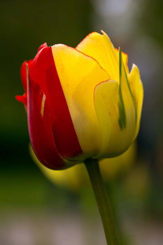 Двухцветный тюльпан - Alex Bush