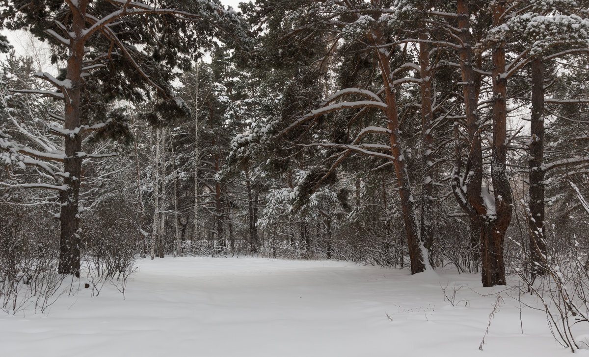 Красота зимнего леса. - Kassen Kussulbaev