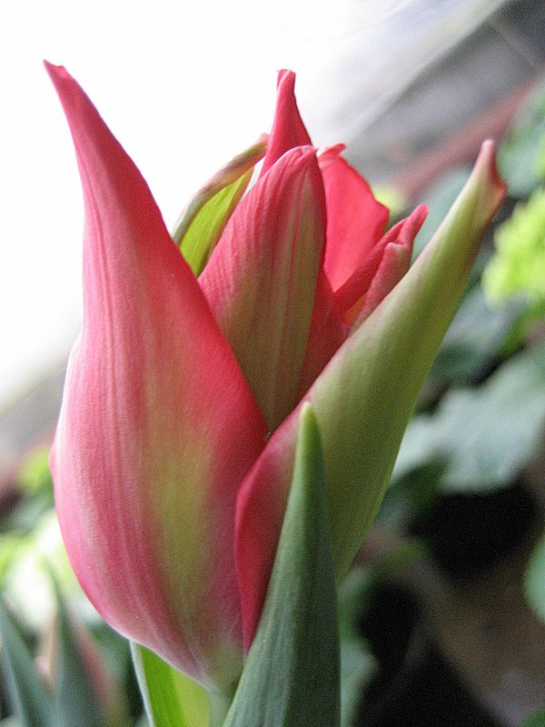 Tulip Pretty Woman - laana laadas