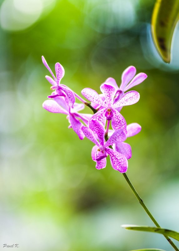 Orchid - Павел Хохлов