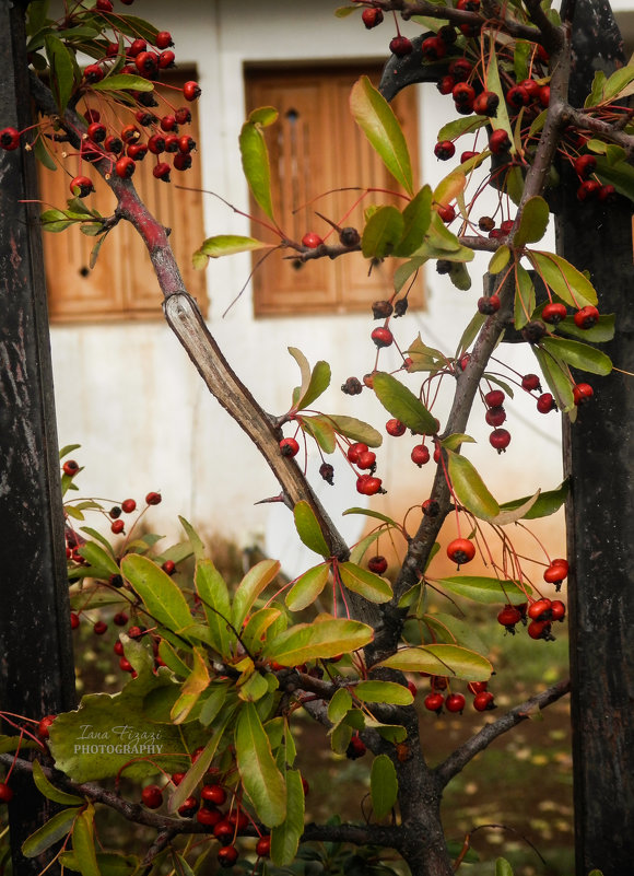 Ifrane, Morocco - Yana Fizazi