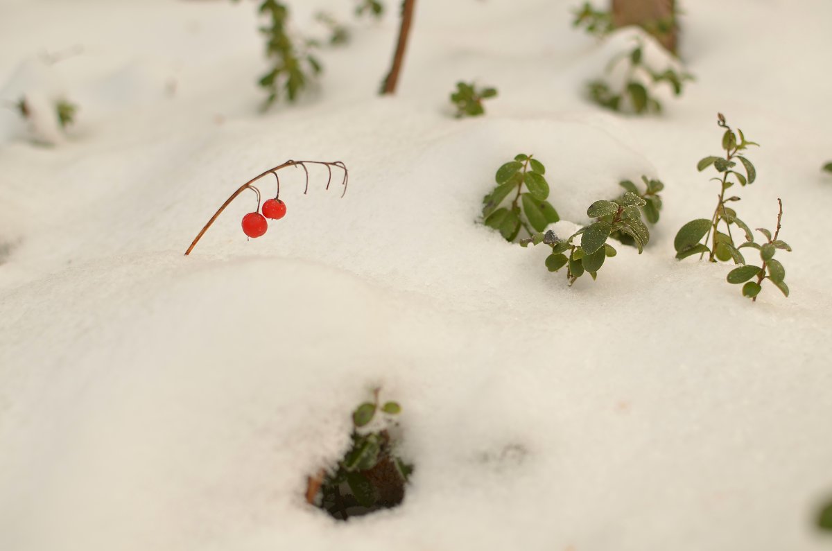 Зима снежком укутала ...... - Сергей Воронков
