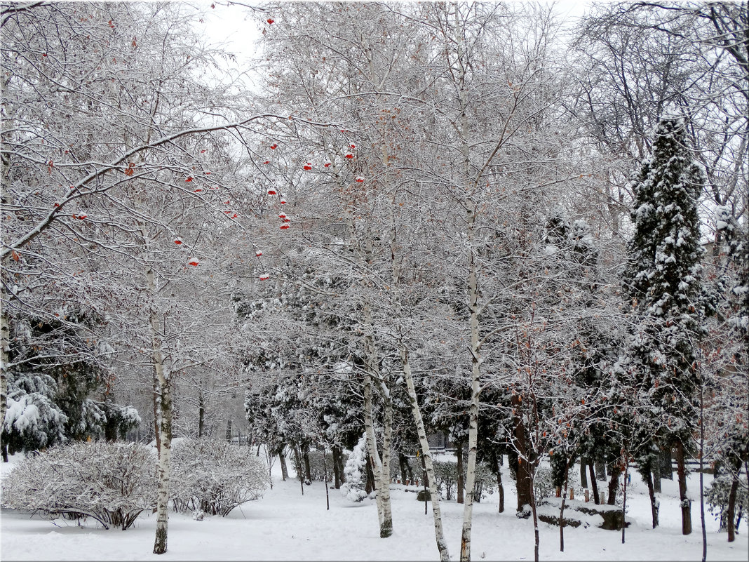 Первый день зимы в парке... - Тамара (st.tamara)