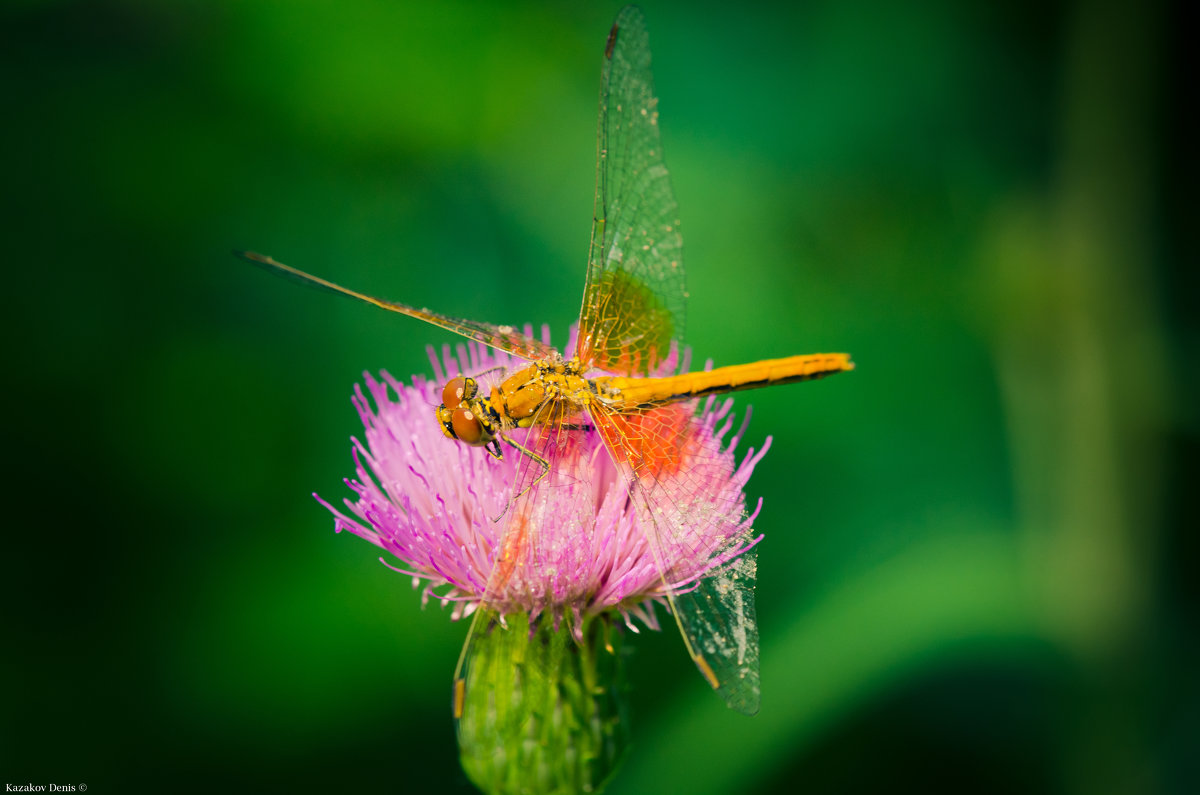 Dragonfly - Денис Казаков