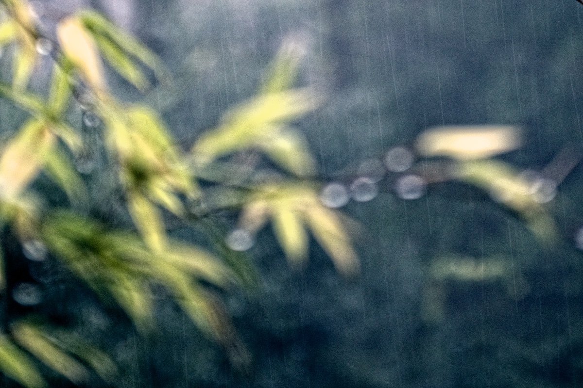 the rain in bamboo forest - Sofia Rakitskaia