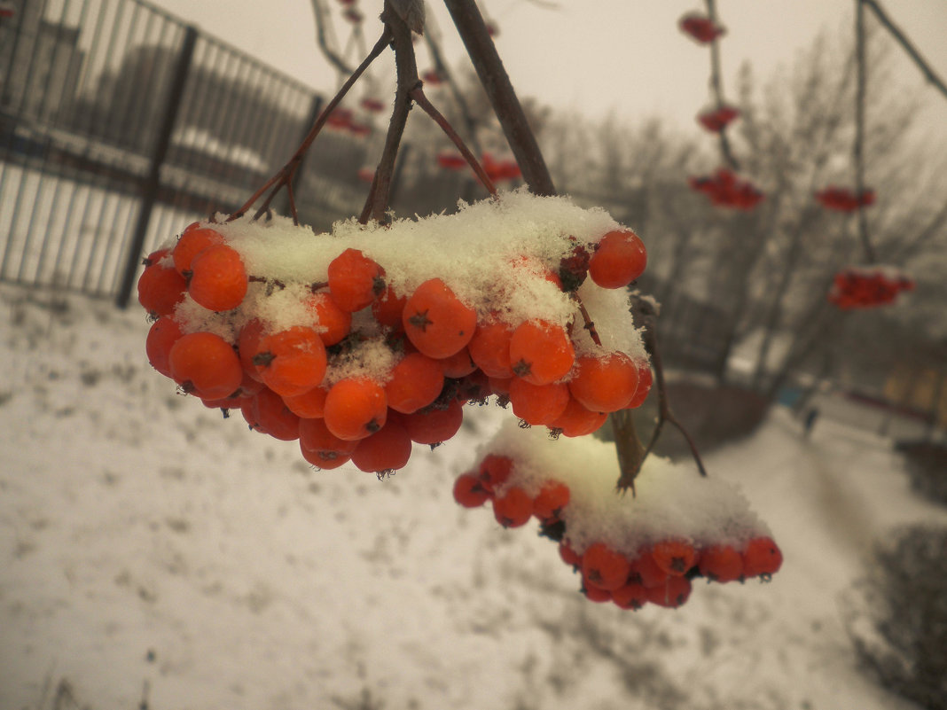 Рябина в снегу - Александра Гай
