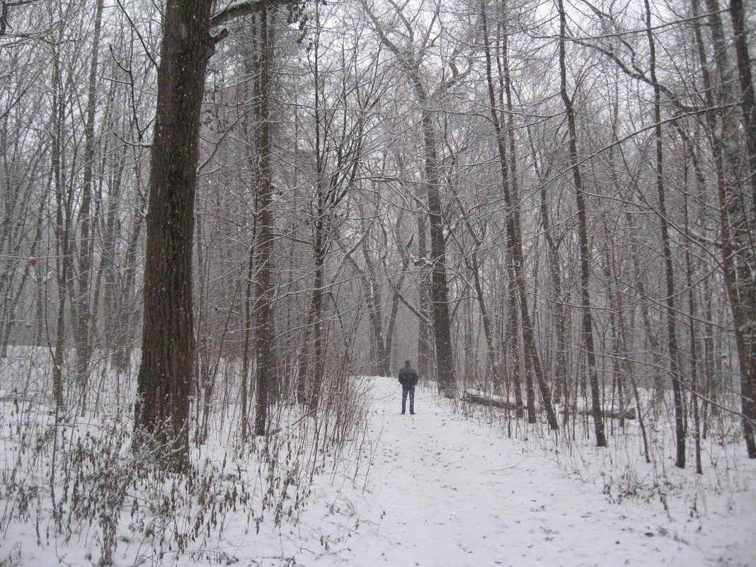 Прогулка в лесу - Джулия К.