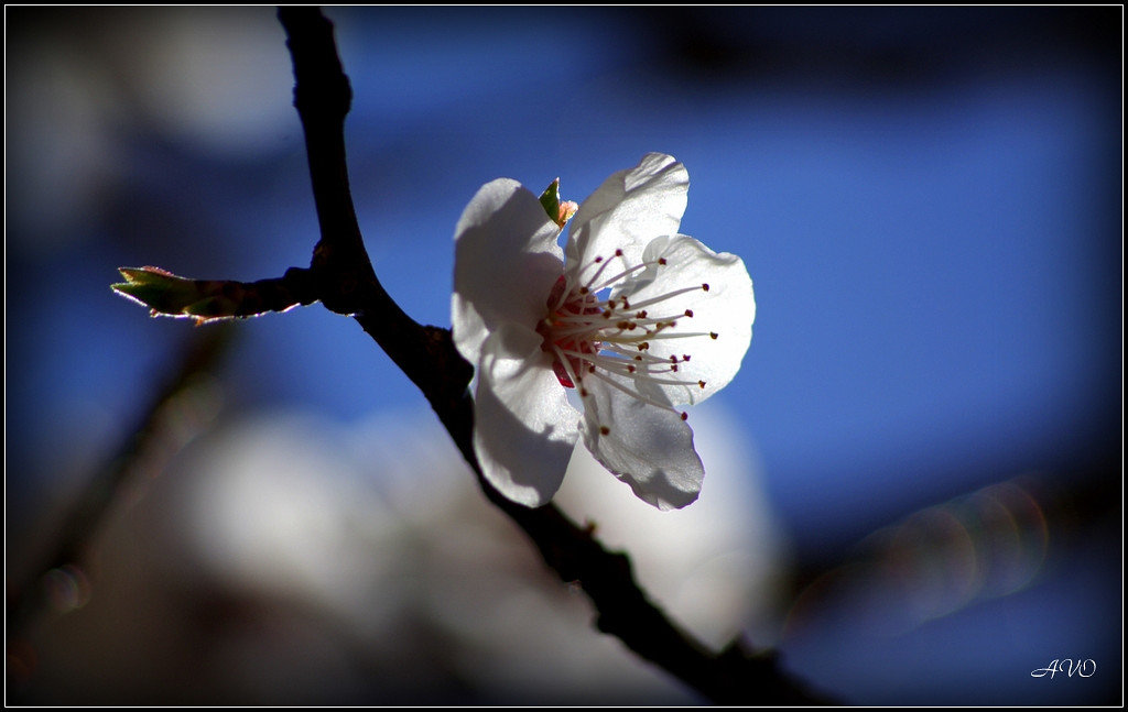 *** - AVETIS GHAZANCHYAN