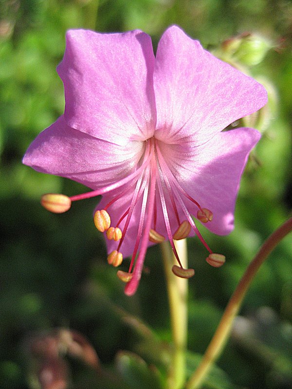 Geranium cantabrigiense / Герань - laana laadas