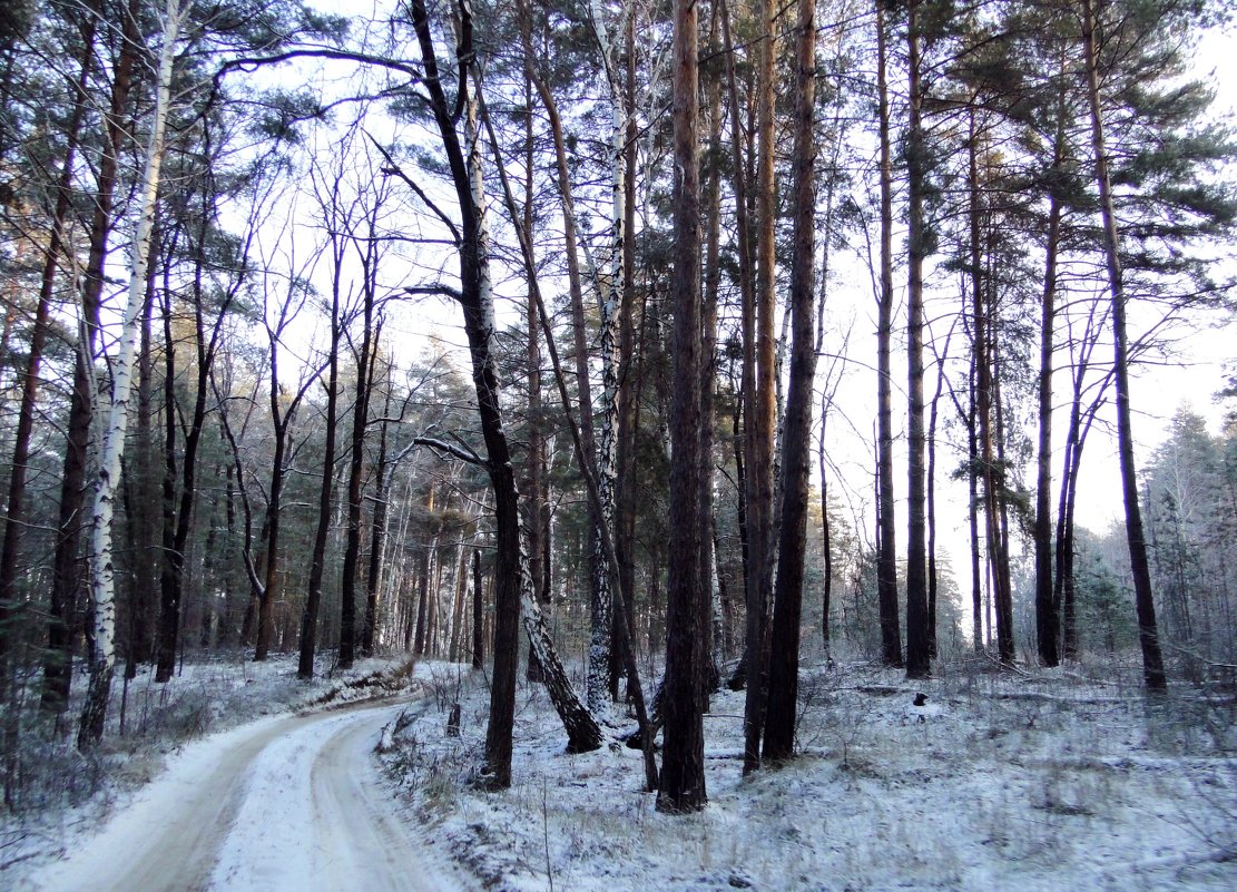 Утро в декабрьском лесу - Елена Шемякина