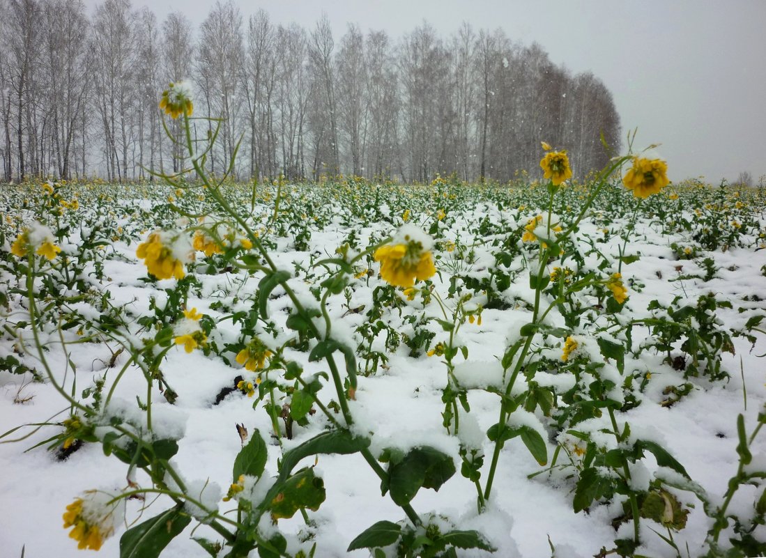 чудеса природы...26.11.2012г - Любовь *