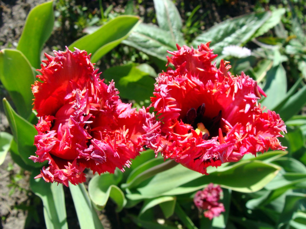 Бахромчатые тюльпаны - laana laadas