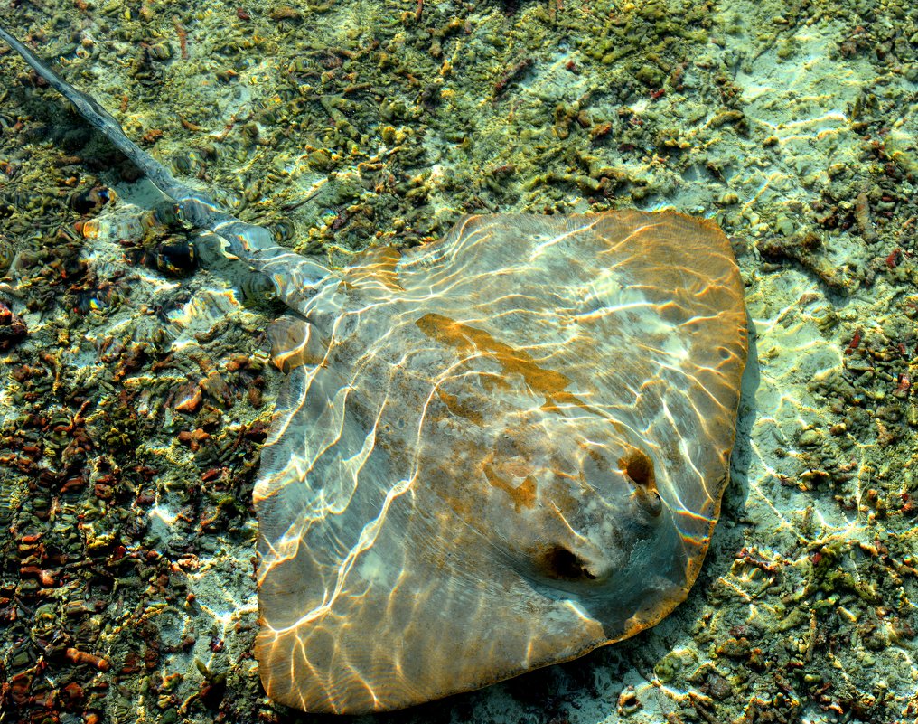 Guitarfish, Maldives - Olga Chertanovskaya