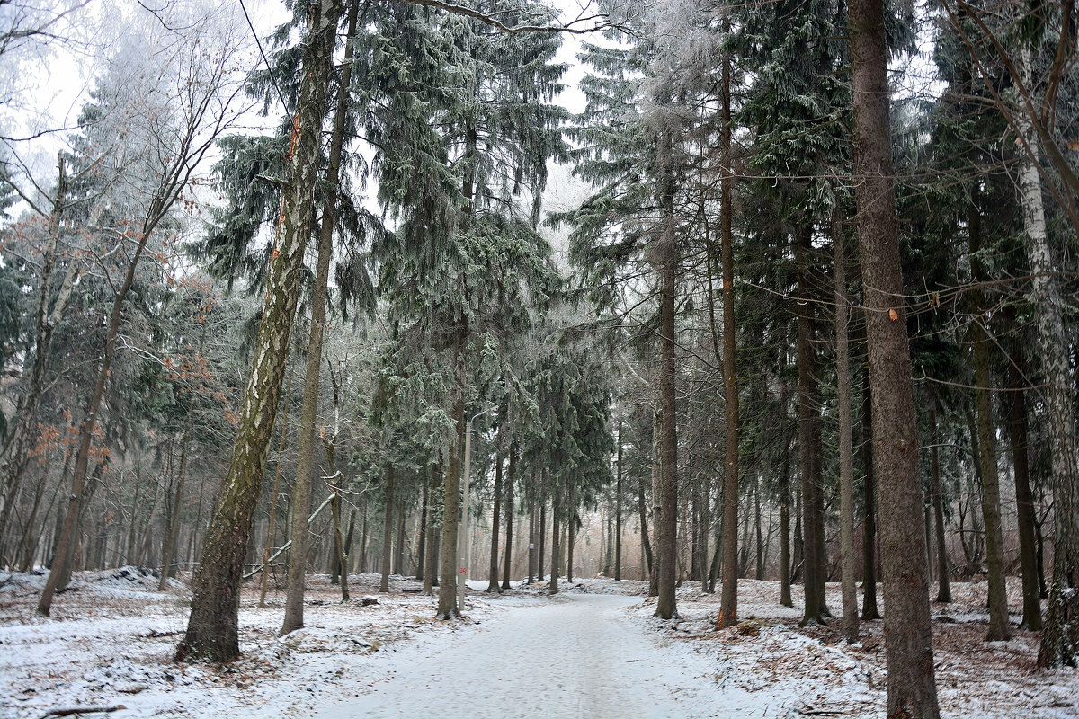 зимний лес - Виталий Прокопчук
