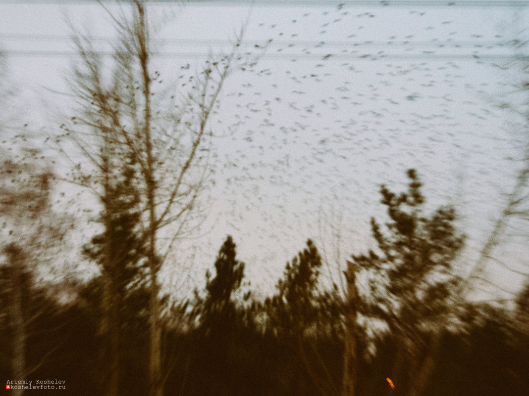 Городские птицы в зимнем небе - Артемий Кошелев
