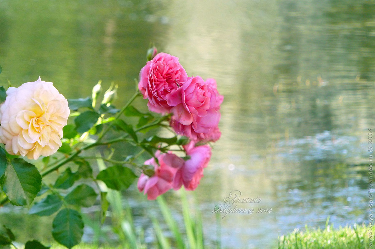 Цветущий куст розы - Анастасия Белякова