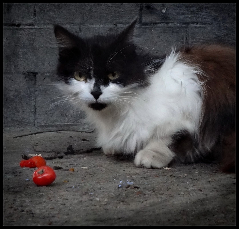 кошка с томатами - это не девочка с персиками! - sv.kaschuk 