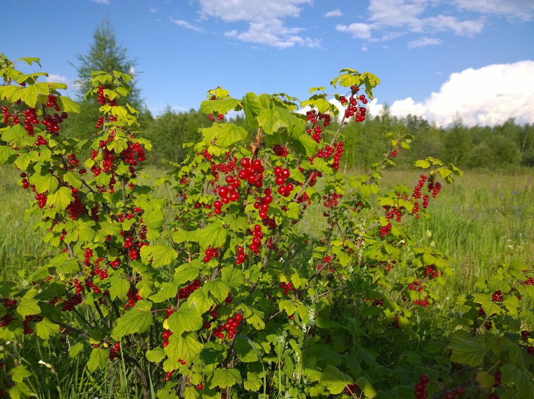 ** - Макс Манаков