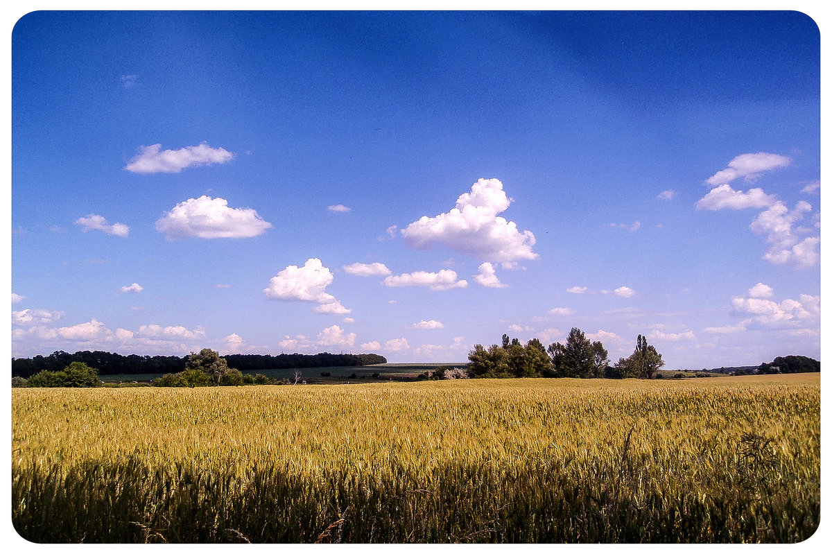 пшеничное  поле - петькун  георгий 