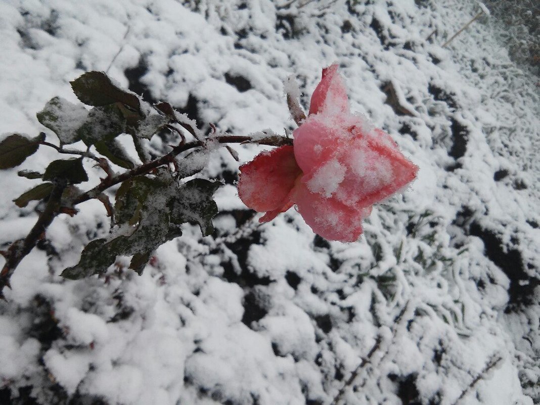 Роза на снегу - Любовь 