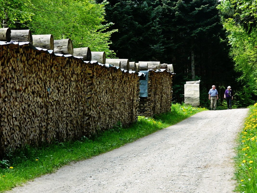 заготовка дров в швейцарском лесу - Александр Корчемный