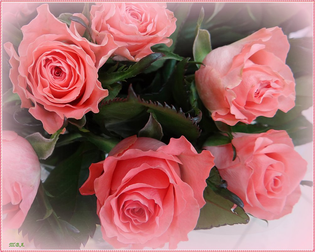 Розовые розы - Вера 