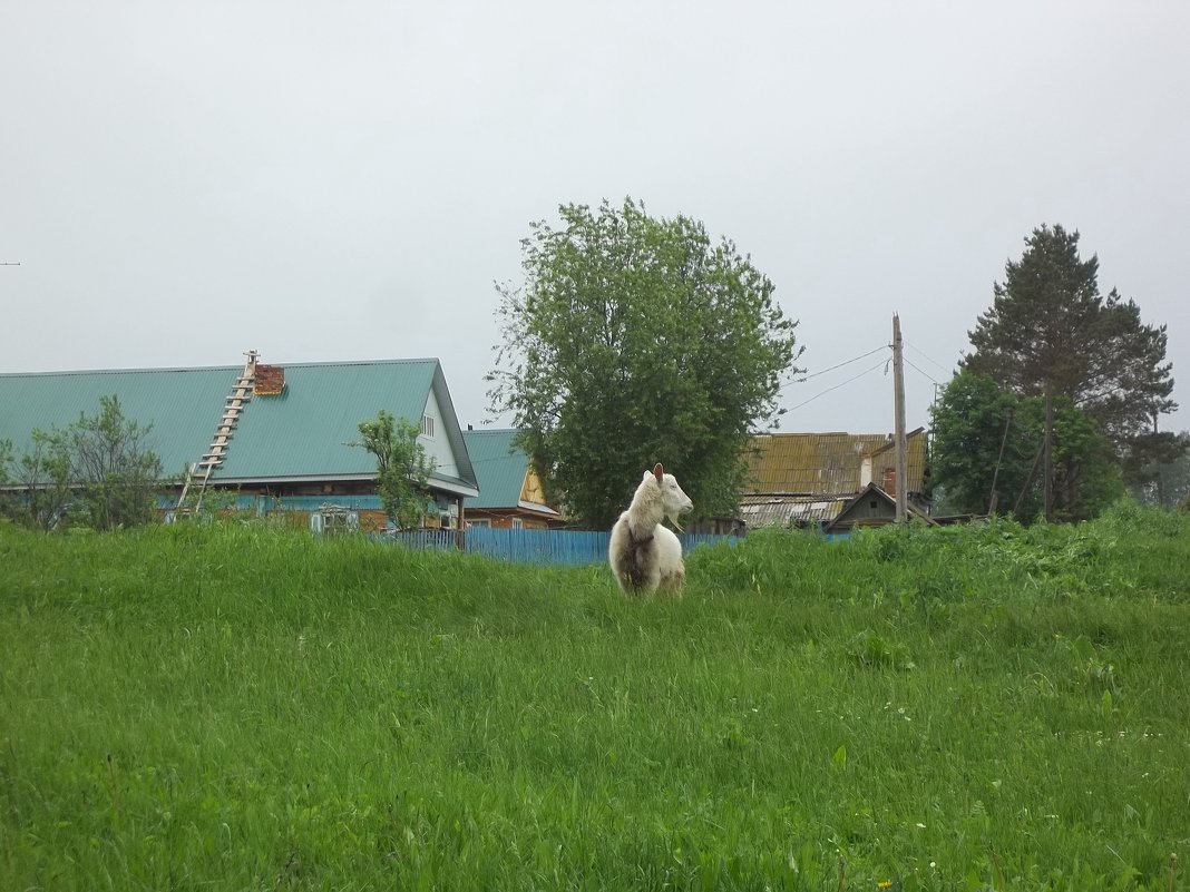 Наша деревня не может быть без козы - Владимир Ростовский 