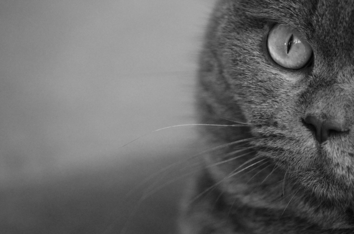 кот, который любит фотографироваться - Александра Евдокимова