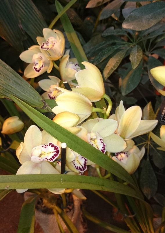 Орхидеи - Galina194701 