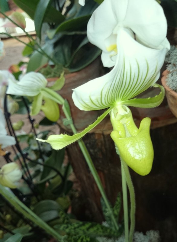 Орхидея - Galina194701 