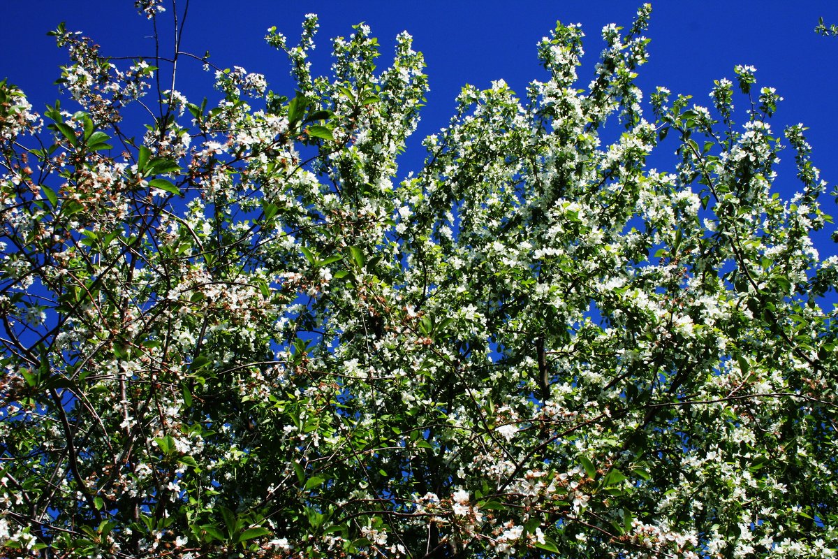 Весна - цветение вишни - Damir Si