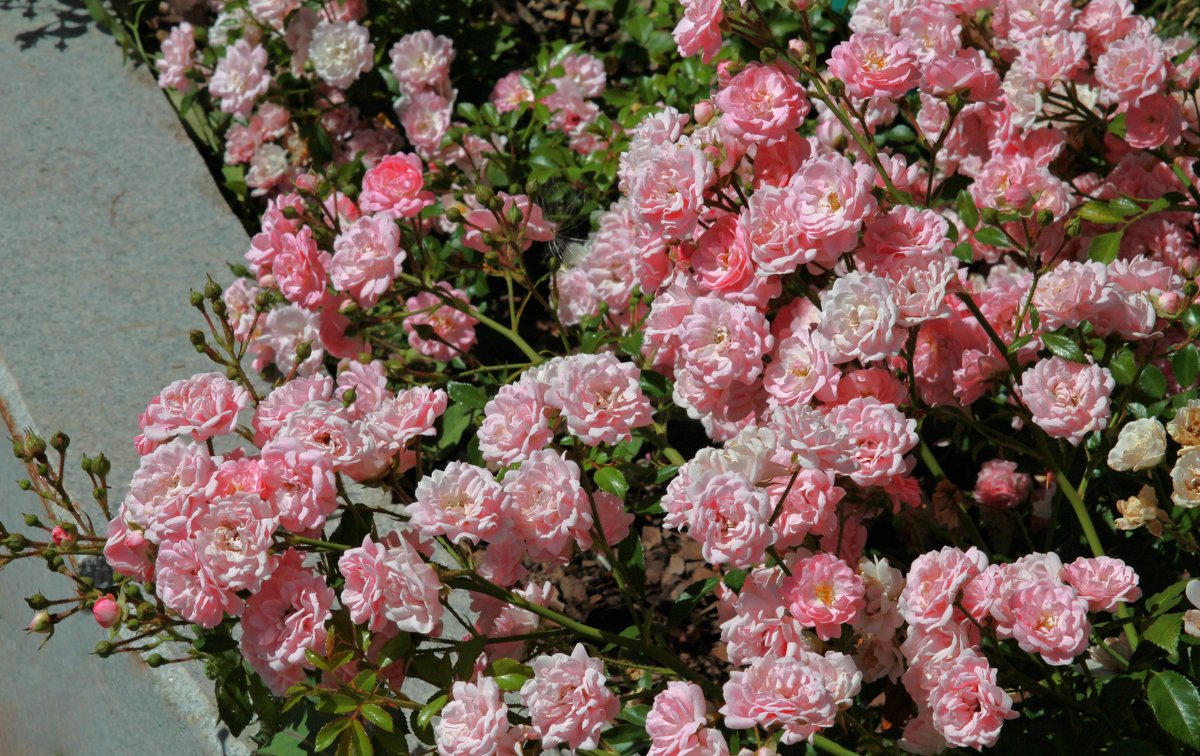 Розовый бордюр - leoligra 