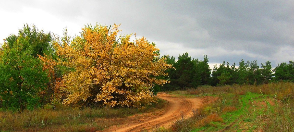 Осенняя дорога - Natali 