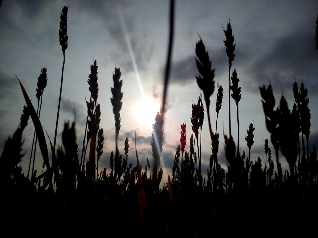 Овсяное поле на рассвете - оксана савина