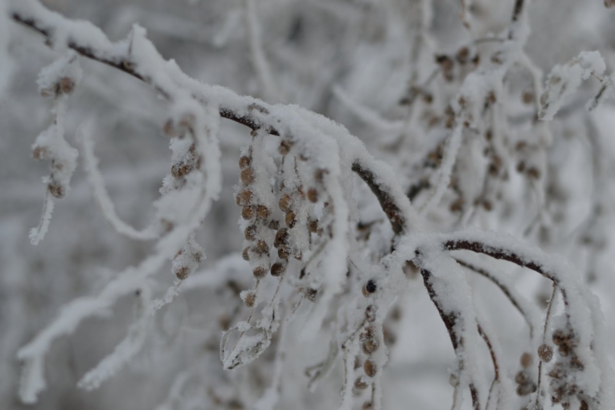 Ягоды в снегу - Шухрат Батталов