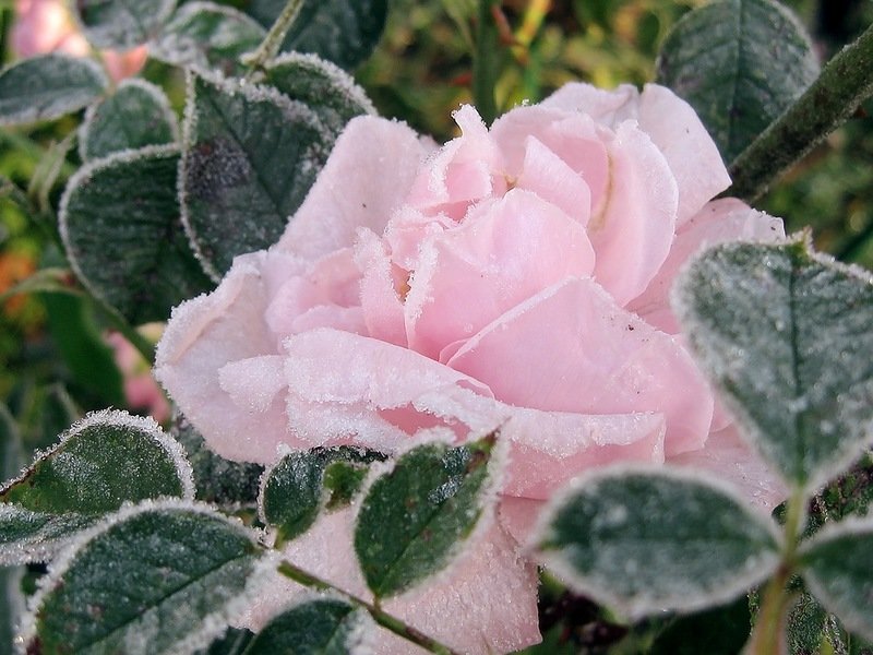 Замерзшая роза не чувствует холод - Valentina Lujbimova [lotos 5]