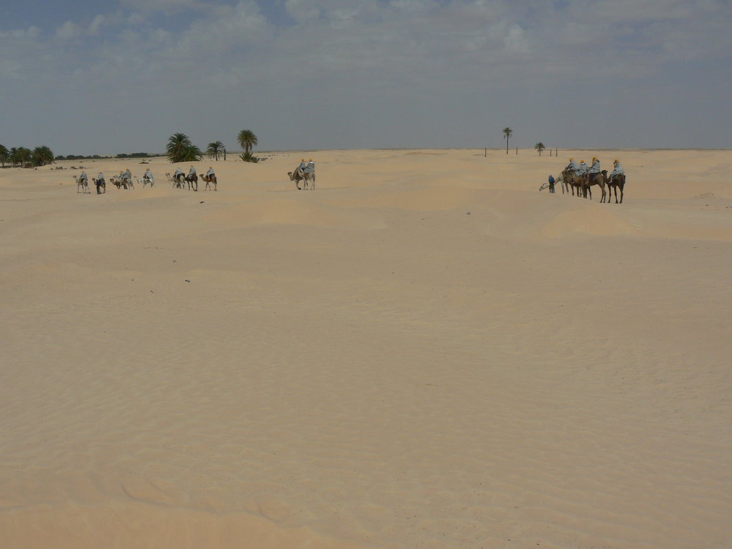 Сахара - grovs 