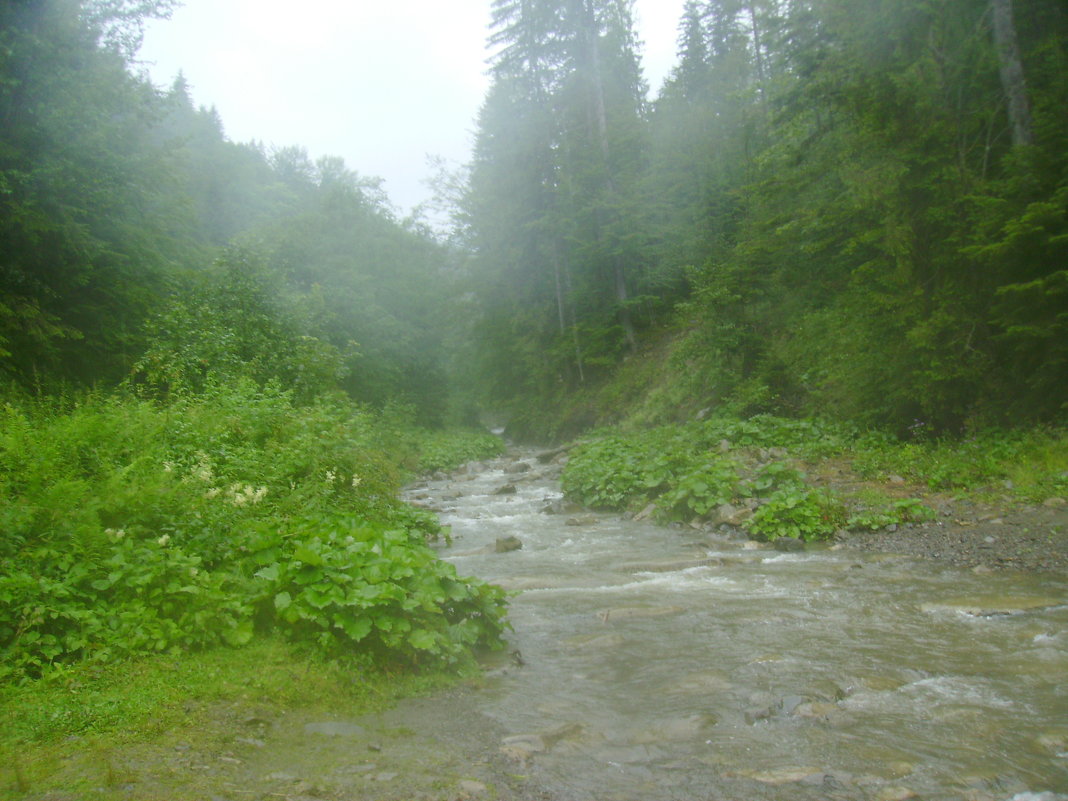 Горная  река  в  Карпатском  лесу - Андрей  Васильевич Коляскин