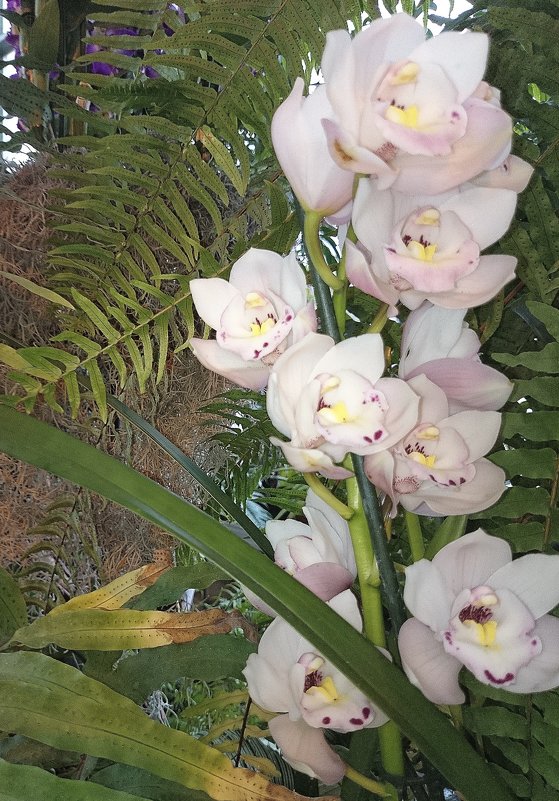 орхидеи - Galina194701 