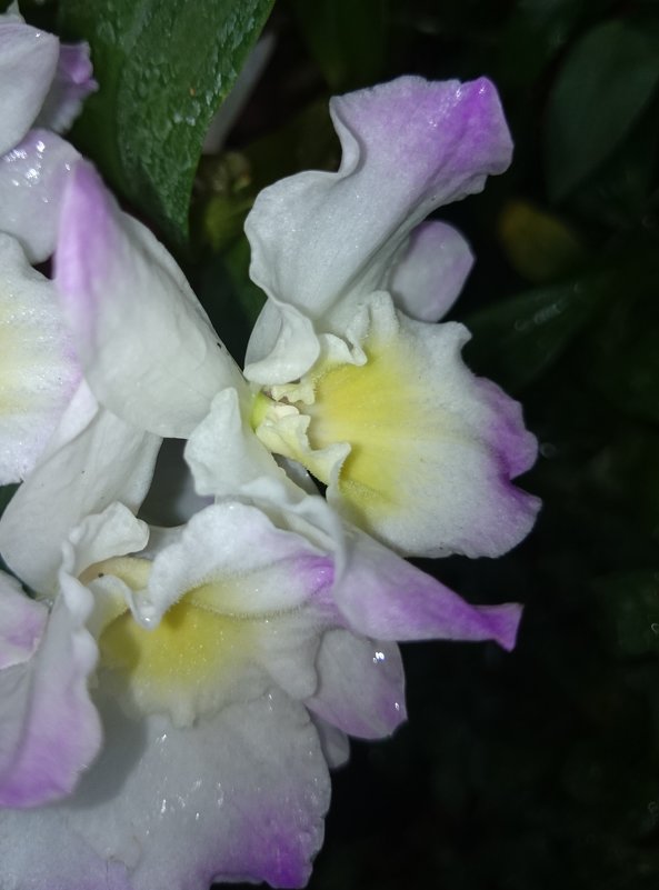 орхидея - Galina194701 