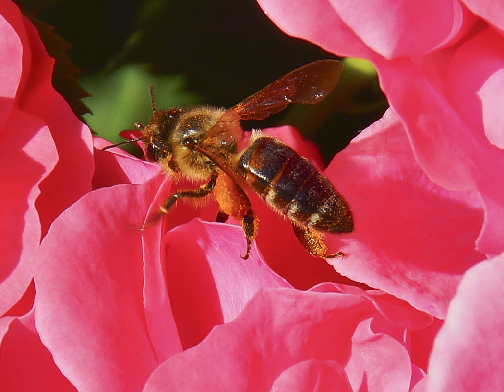 пчелка на розе - Олег Мартоник