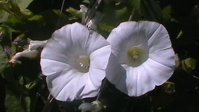 цветки - игорь семенов