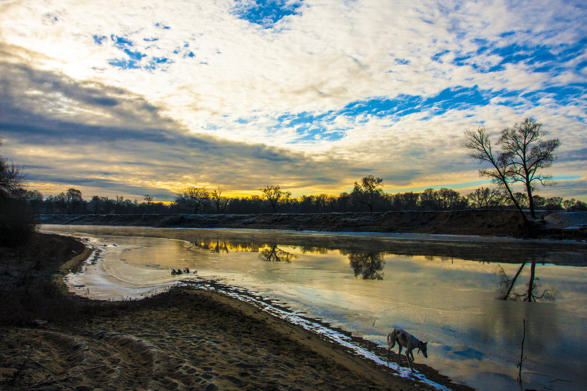 собака идущая берегом реки - Владимир Бурдин